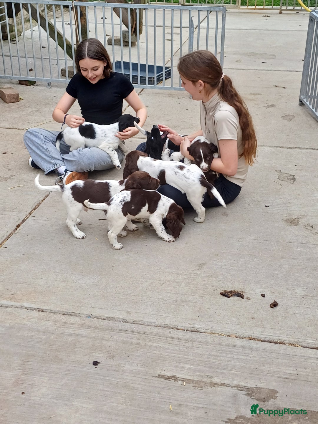 Engelse Springer Spaniel honden te koop: Lieve Engelse springer spaniel puppy's in Gameren - Afbeelding 28
