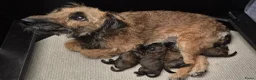 Border Terriër honden te koop: Westfalen terrier - Advertentie 1