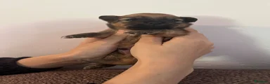 Pomchi 2