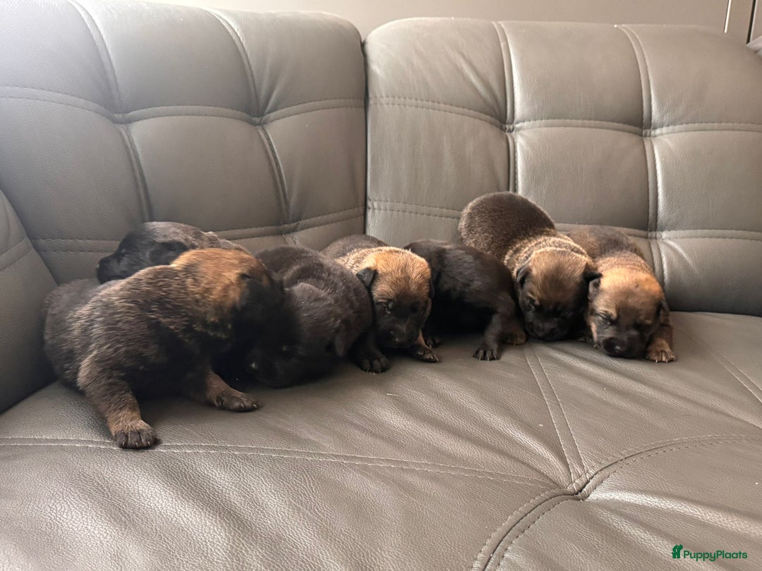 Mechelse Herder honden te koop: Pups van Mechelse en Siberische helders - Advertentie 7