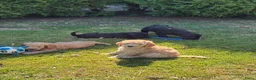 Labradoodle honden te koop: Hele mooie medium Labradoodle pups - Advertentie 12