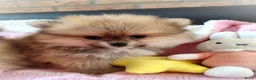 Pomeriaan honden te koop: Drie zeer schattige mini bearface pomeranian pups! - Advertentie 14