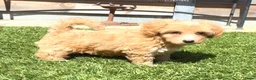 Maltipoo honden te koop: Maltipoo pup  - Advertentie 5