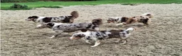 Australian Shepherd honden te koop: Australian shepherd pups ( nog 3 beschikbaar  - Advertentie 23