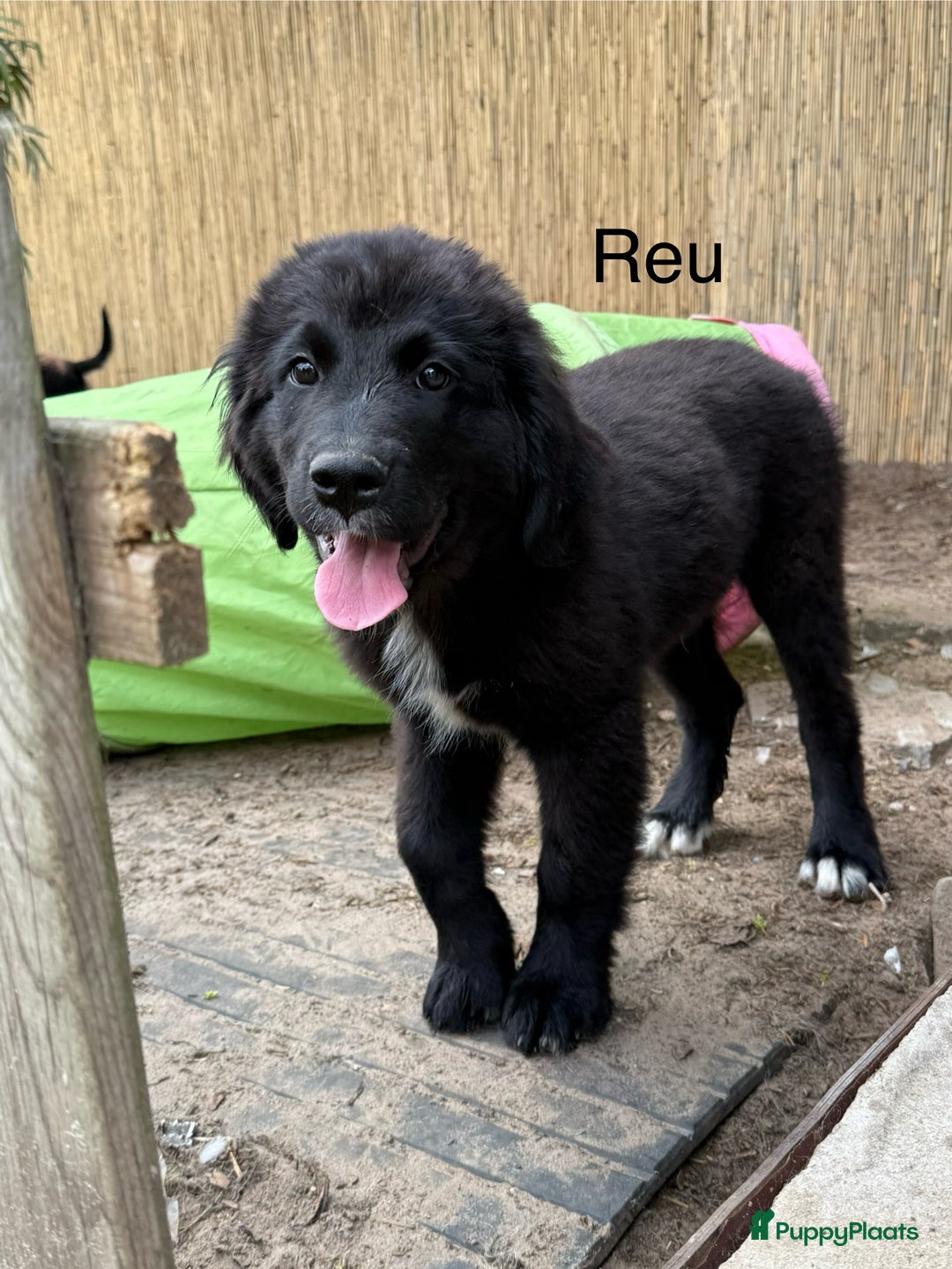 Kruising honden te koop: Newfoundlander Kruising pups  - Afbeelding 17