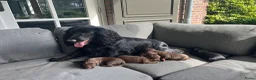 Engelse Cocker Spaniel honden te koop: Working cocker spaniel pups - Advertentie 3