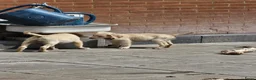 Flatcoated Retriever honden te koop: Flatcoated Retriever Pups te koop  - Advertentie 3