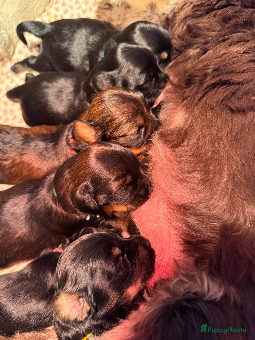 Yorkshire Terriër honden te koop: Yorkshire puppy's kruising te koop - Advertentie 12