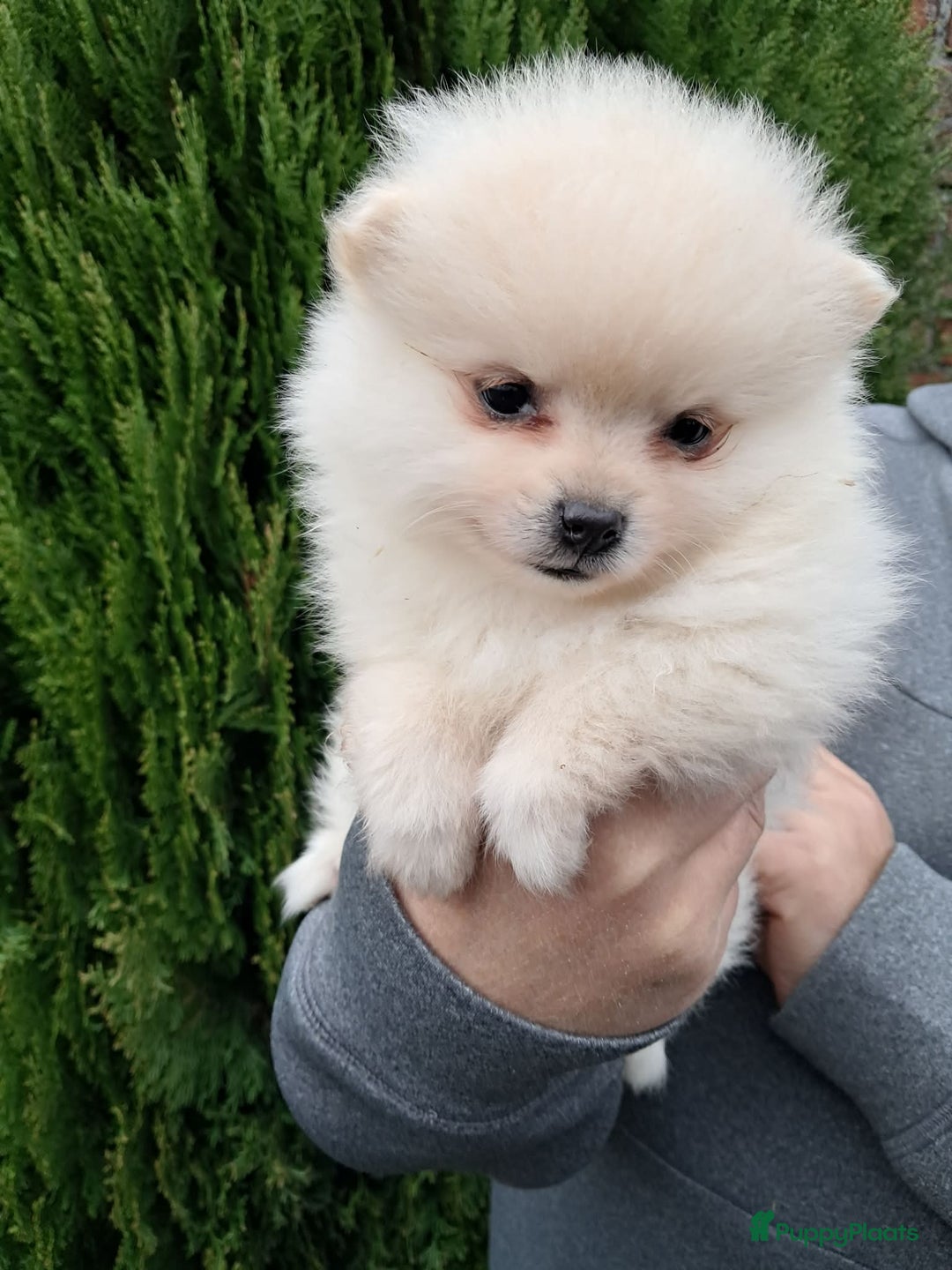 Pomeriaan honden te koop: Pomeriaan puppy’s  - Advertentie 3