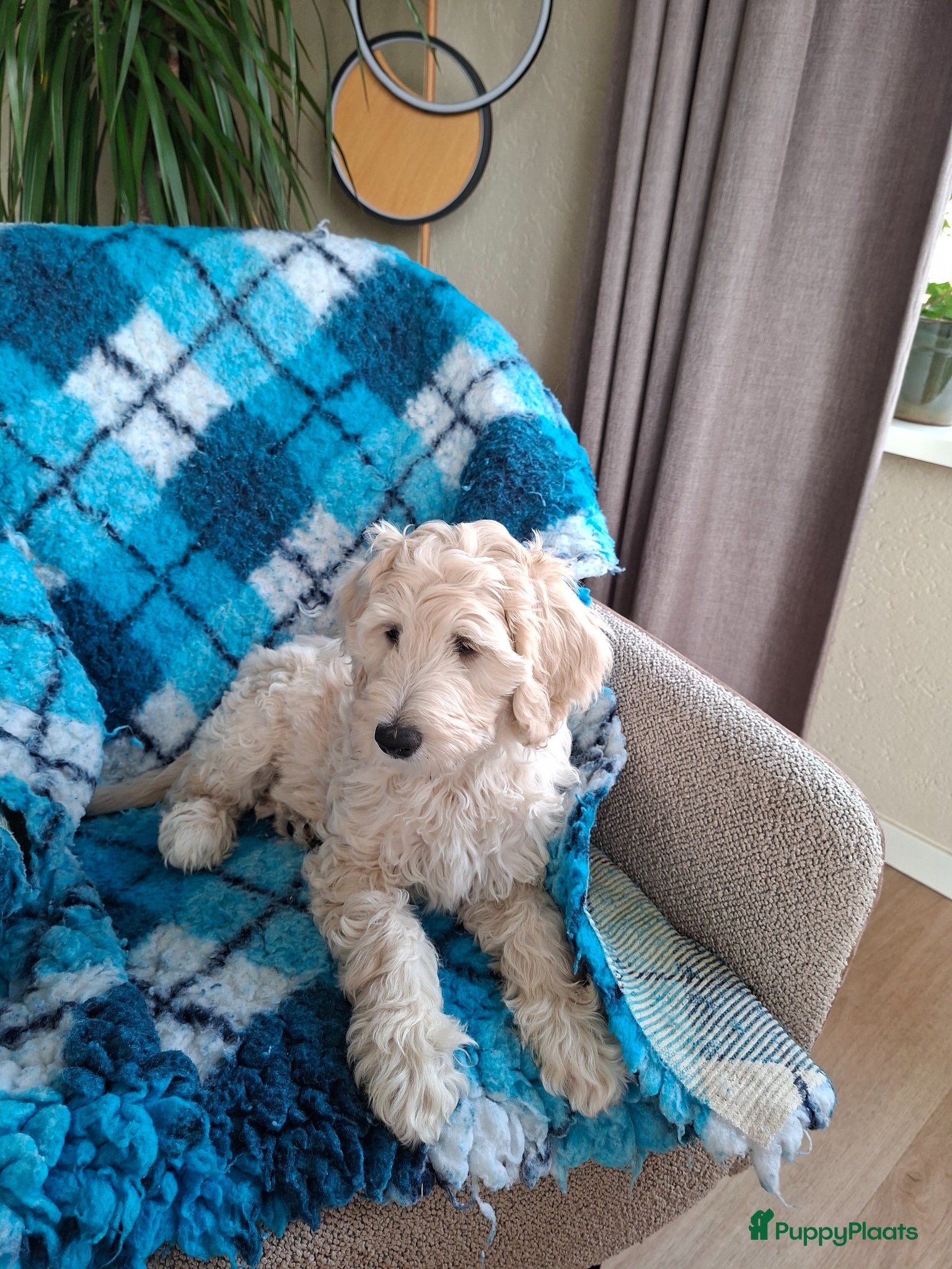 Labradoodle honden Labradoodle pup - Advertentie 4