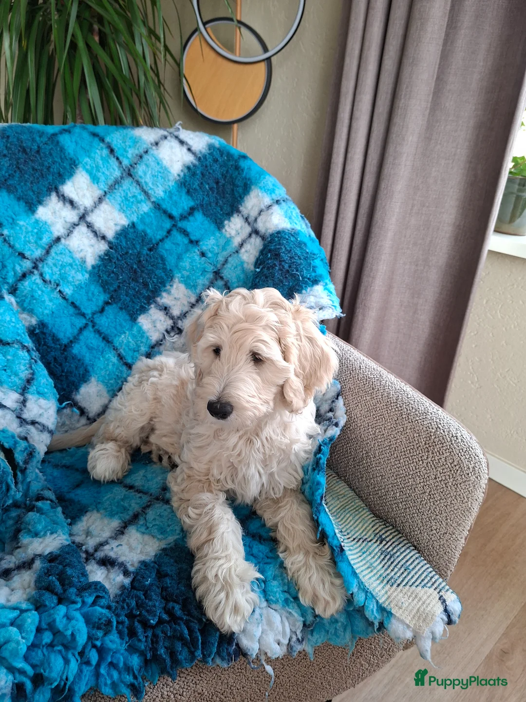 Labradoodle honden te koop: Labradoodle pup - Advertentie 1