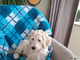 Labradoodle honden Labradoodle pup - Advertentie 4