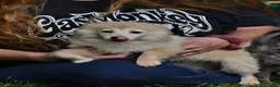 Kruising honden te koop: 6 Prachtige BooPom’s, 4 meiden🎀 2 jongens🧢 - Advertentie 4