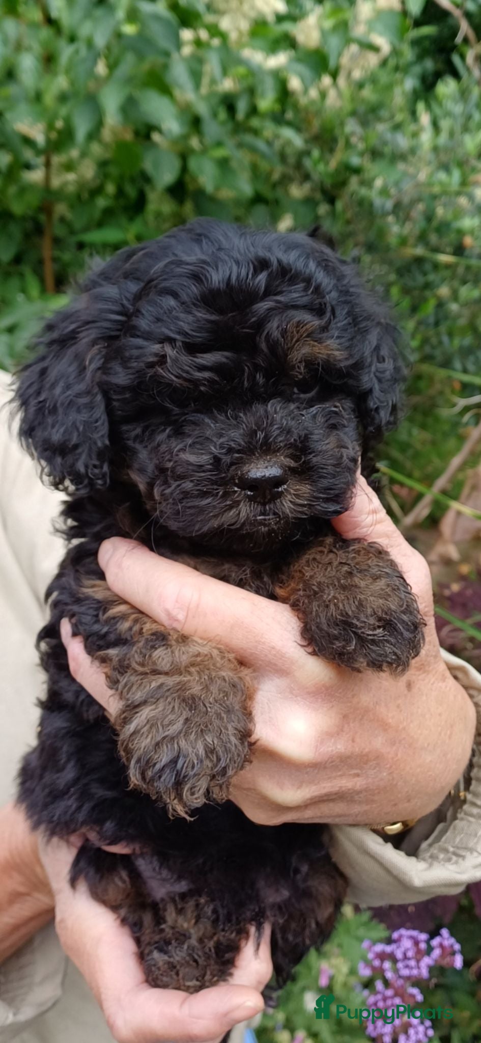 Kruising honden Schattige Sociale maltipoo x boomer puppies  - Advertentie 4