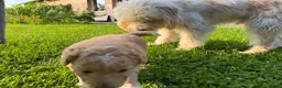 Kruising honden te koop: Sheltidoodle  - Advertentie 19