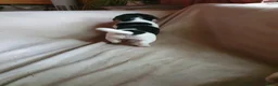 Jack Russel Terriër honden te koop: Speelse gezonde RASZUIVER JACK RUSSELpups LAAGBEEN - Advertentie 8