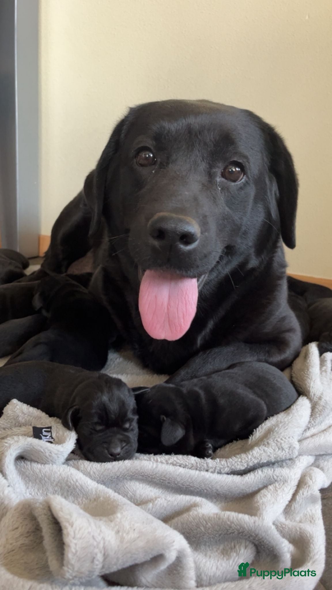 Labrador Retriever honden Labrador Retriever pups - Advertentie 6