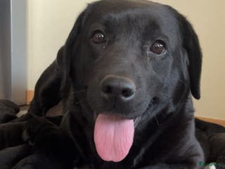 Labrador Retriever honden Labrador Retriever pups - Advertentie 2