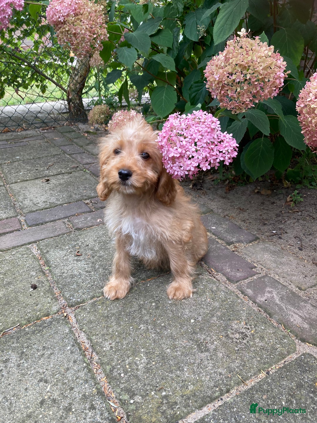 Cockapoo honden te koop: Hele lieve Cockapoo pups - Afbeelding 8