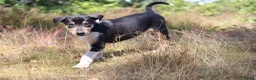 Schotse Herdershond korthaar honden te koop: Nog 1 knappe reu schotse collie korthaar reuen. - Advertentie 25