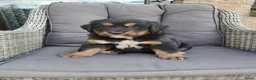 Berner Sennenhond honden te koop: Kruising berner sennen x boulab - Advertentie 2