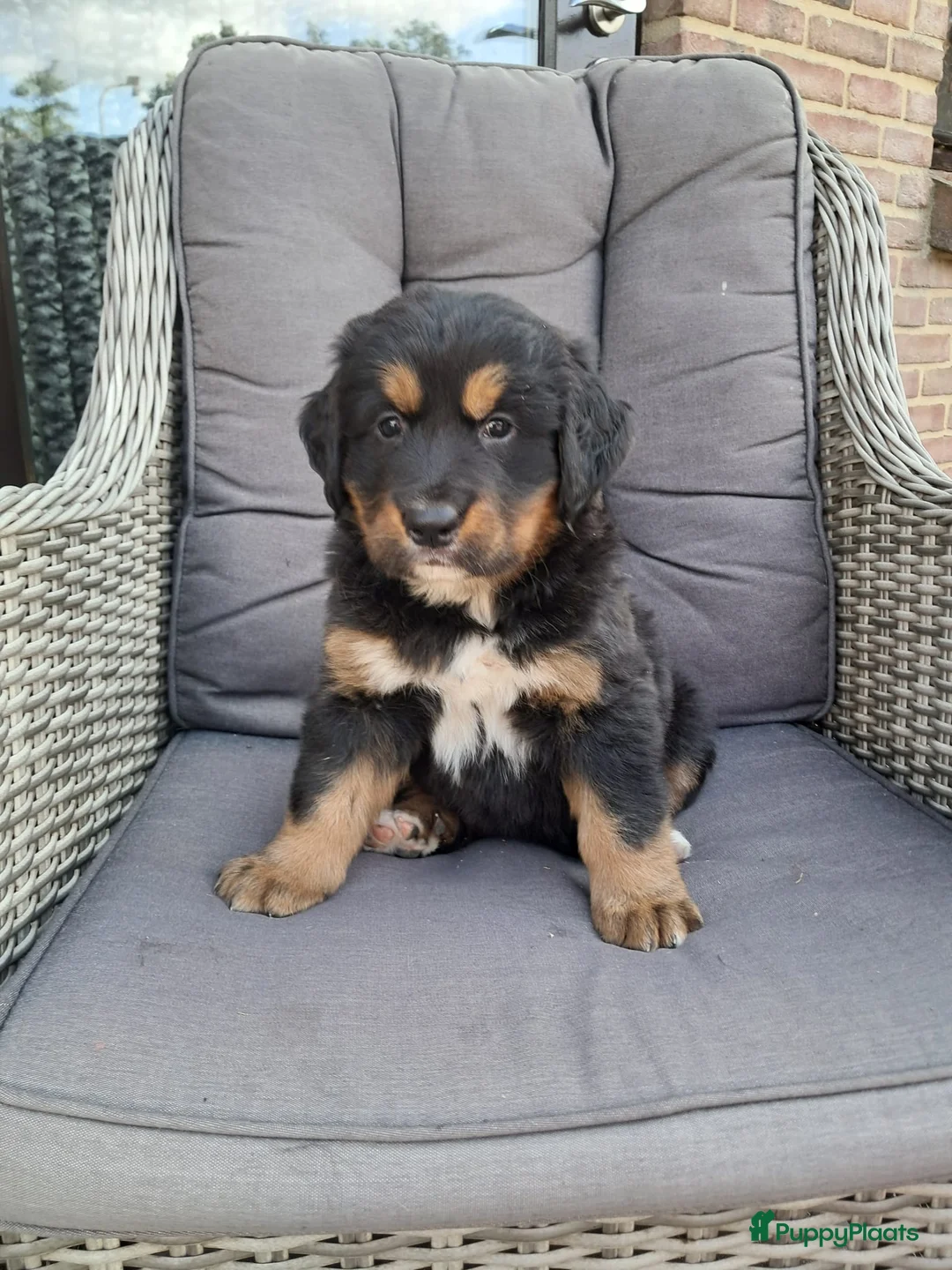 Berner Sennenhond honden te koop: Kruising berner sennen x boulab - Advertentie 2