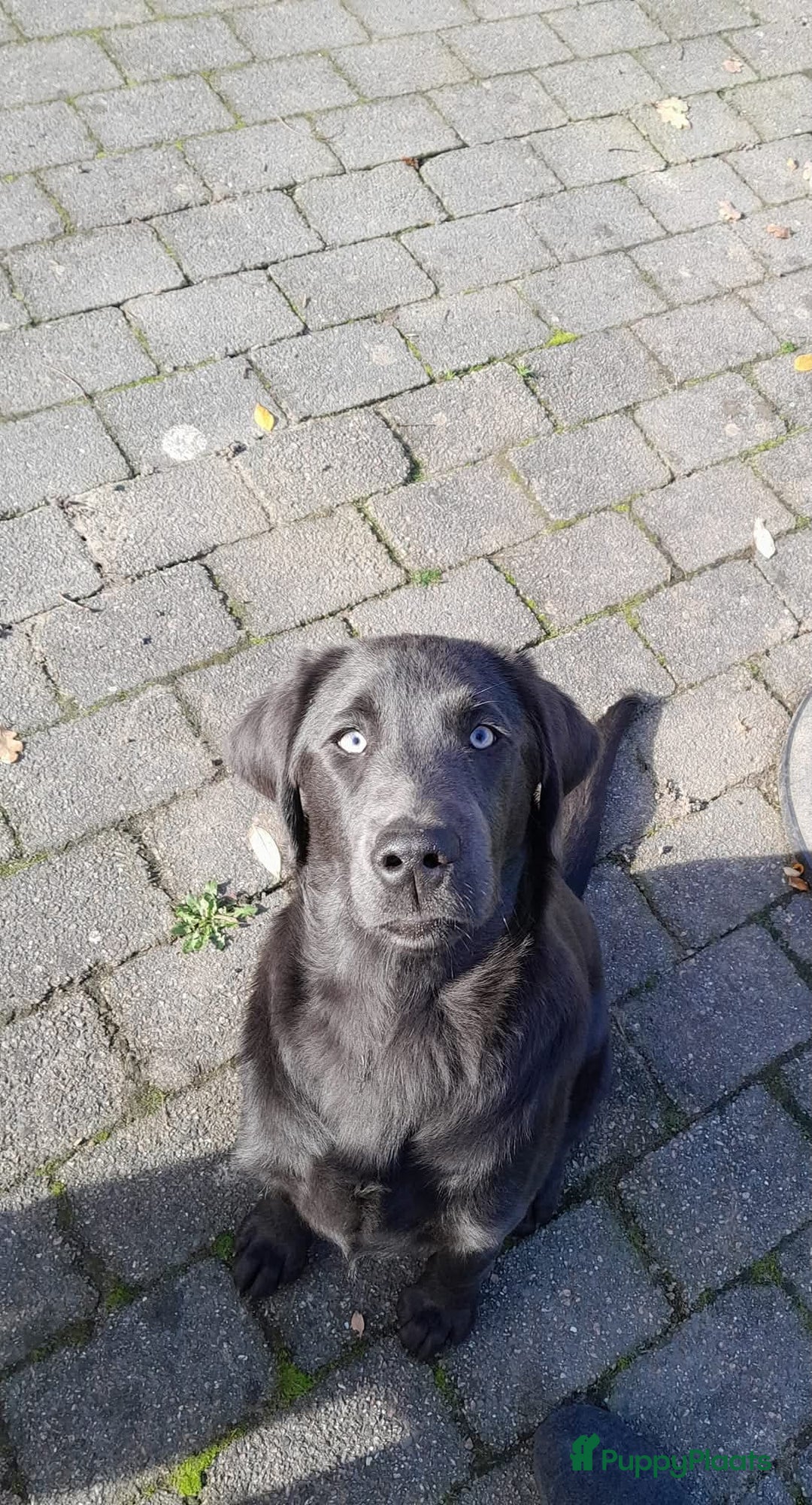 Labrador Retriever honden te koop: Knappe labrador x beierse bergzweethond mix - Afbeelding 14