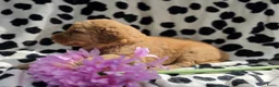 Labradoodle honden te koop: Super fijne multigen half Australian doodles🥰 - Advertentie 26