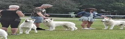 Zwitserse Witte Herdershond honden te koop: Nestje verwacht van Zwitserse herder(met stamboom) - Advertentie 17