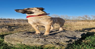 Kruising honden Prachtige kruising pups - Advertentie 4