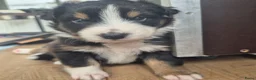 Australian Shepherd honden te koop: Nog 2 australian shepherd reutjes zoeken een thuis - Advertentie 40