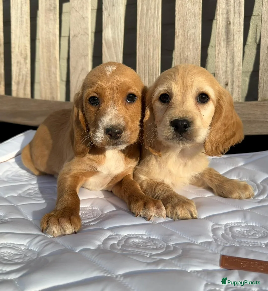 Cockapoo honden te koop: Super leuke cockapoo pups  in Meijel - Advertentie 2