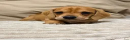 Kruising honden te koop: Prachtige red/cream - Advertentie 5