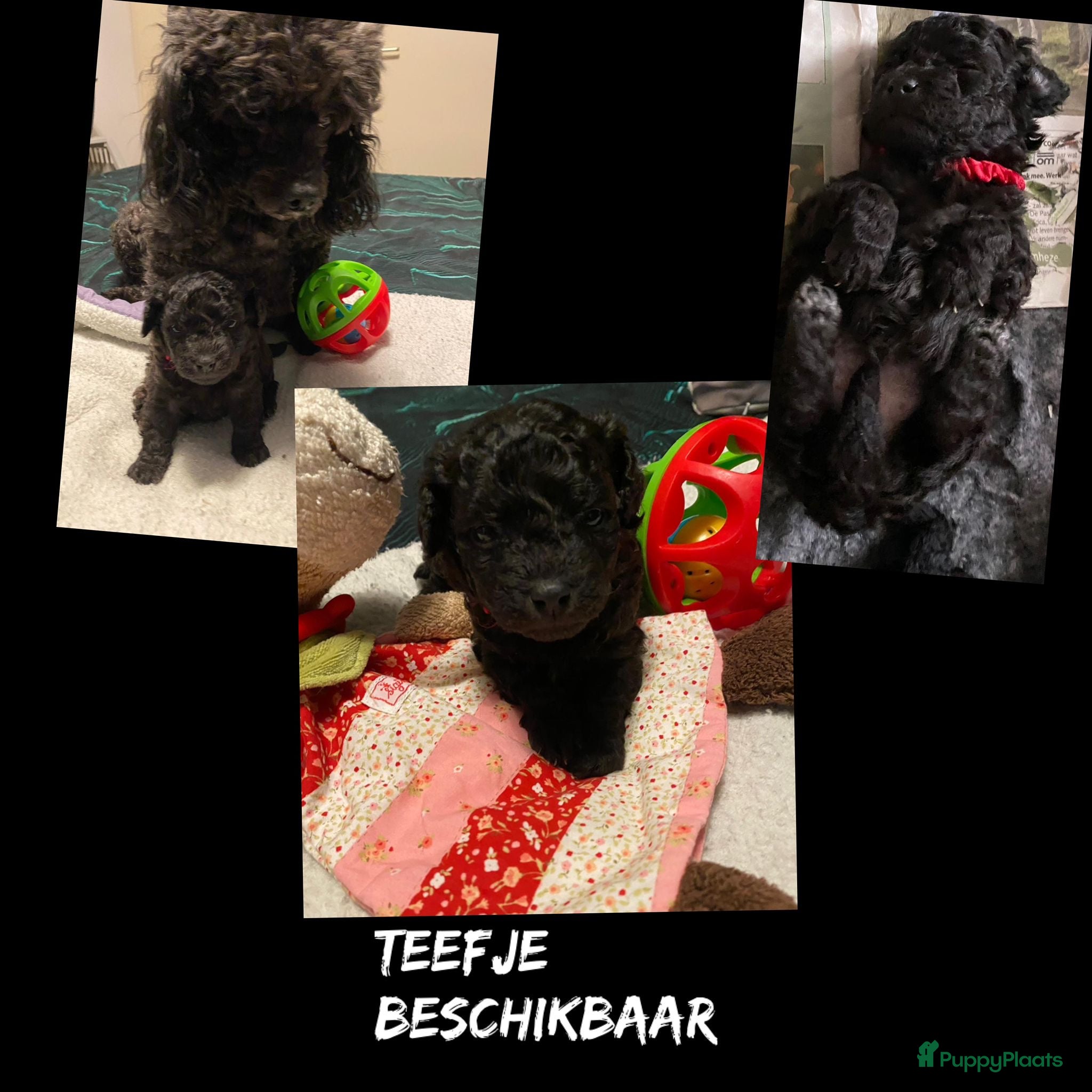 Poedel Toy honden Toypoedel/toy poedel. Teefje - Advertentie 2