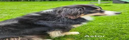 Australian Shepherd honden te koop: Prachtige mini Australian shepherd pups  - Advertentie 3