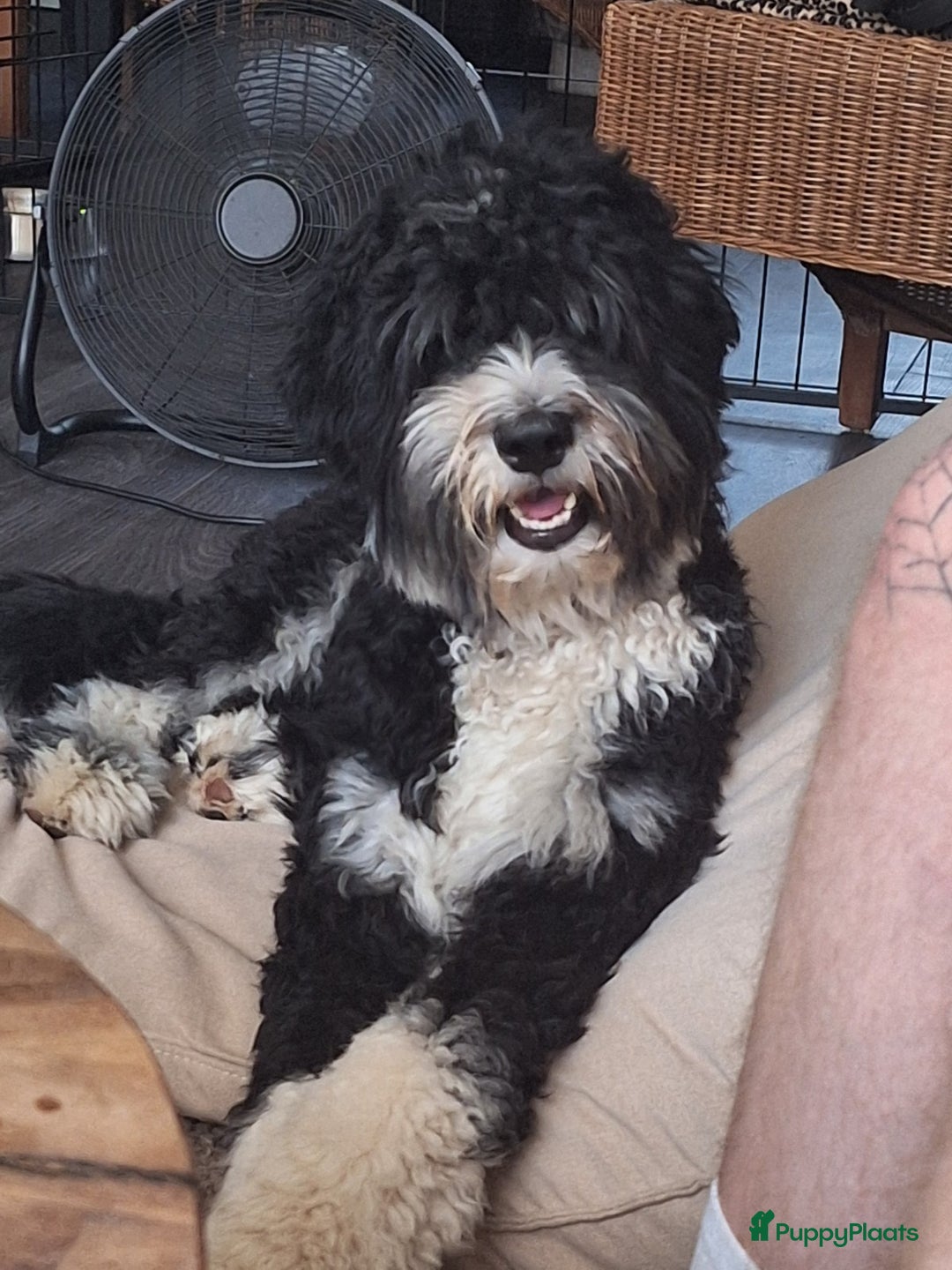 Bernedoodle honden te koop: Bernedoodles multigen - Afbeelding 19