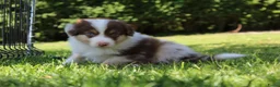Australian Shepherd honden te koop: Australian shepherd pups beschikbaar - Advertentie 11