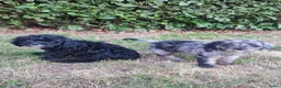 Cavapoo honden te koop: Cavapoo pups mogen het nest verlaten  - Advertentie 4