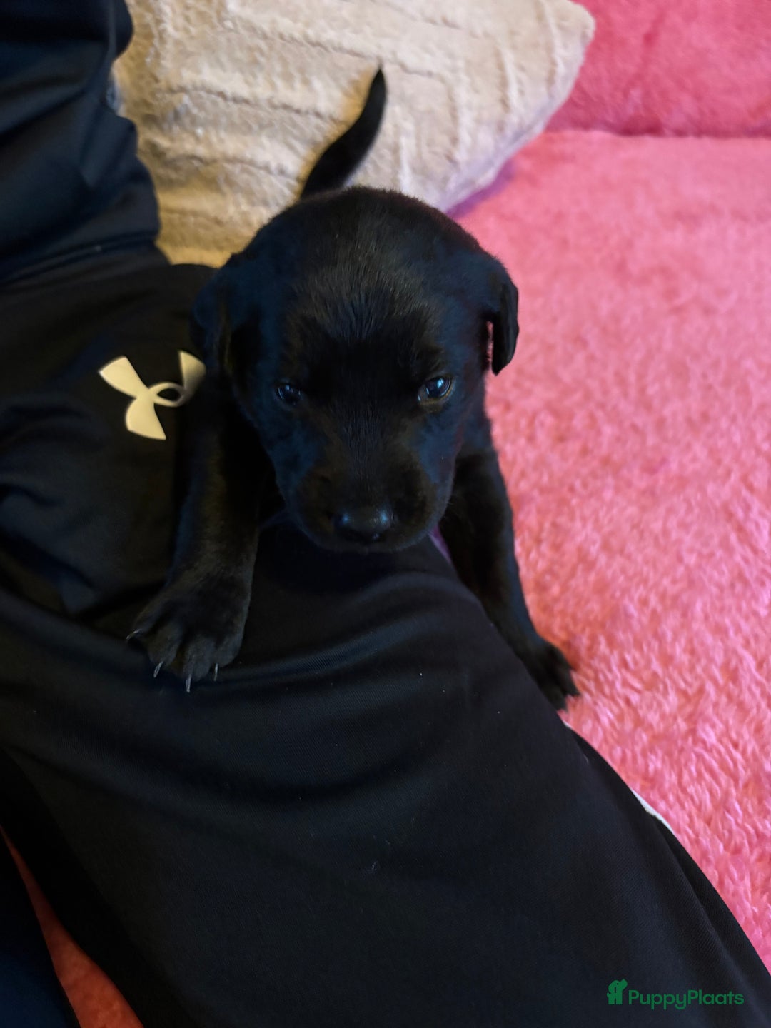 Kruising honden te koop: Labrador puppy’s - Advertentie 19