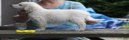 Kuvasz honden te koop: **Bijzondere Kuvasz pups uit een droomcombinatie** - Advertentie 4