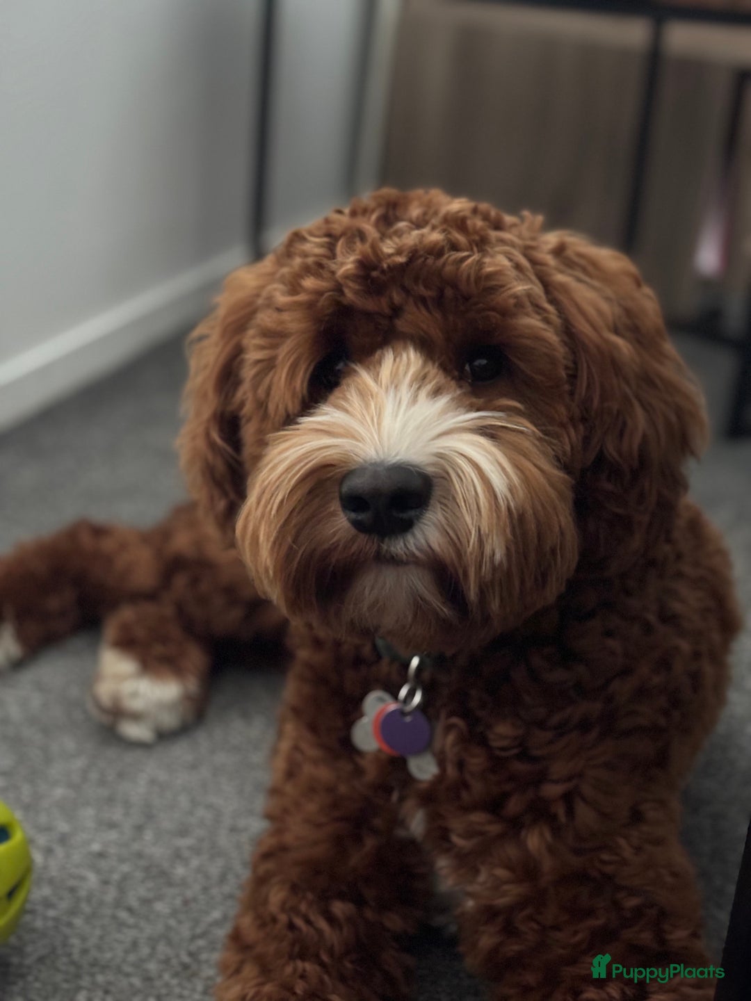 Australian Labradoodle honden ter dekking: Australian labradoodle dek reu  - Afbeelding 8