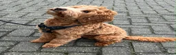 Australian Labradoodle honden te koop: Nest aankondig Australian Labradoodle  in Sevenum - Advertentie 6