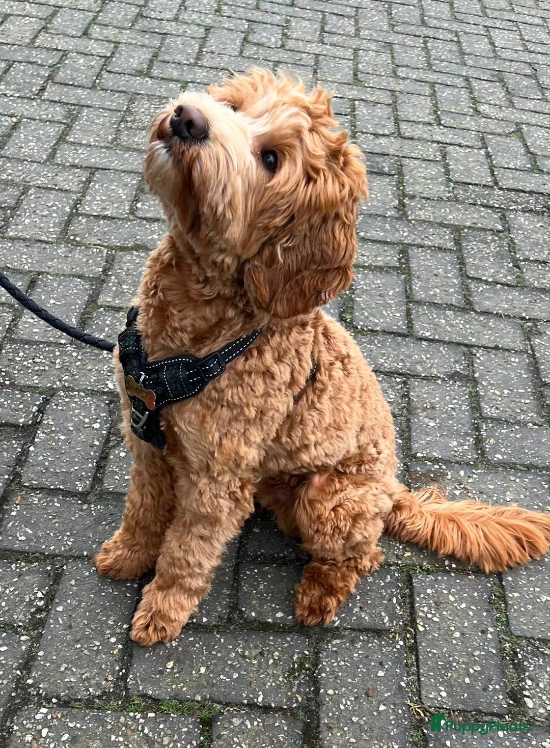 Australian Labradoodle honden te koop: Nest aankondig Australian Labradoodle  in Sevenum - Advertentie 6