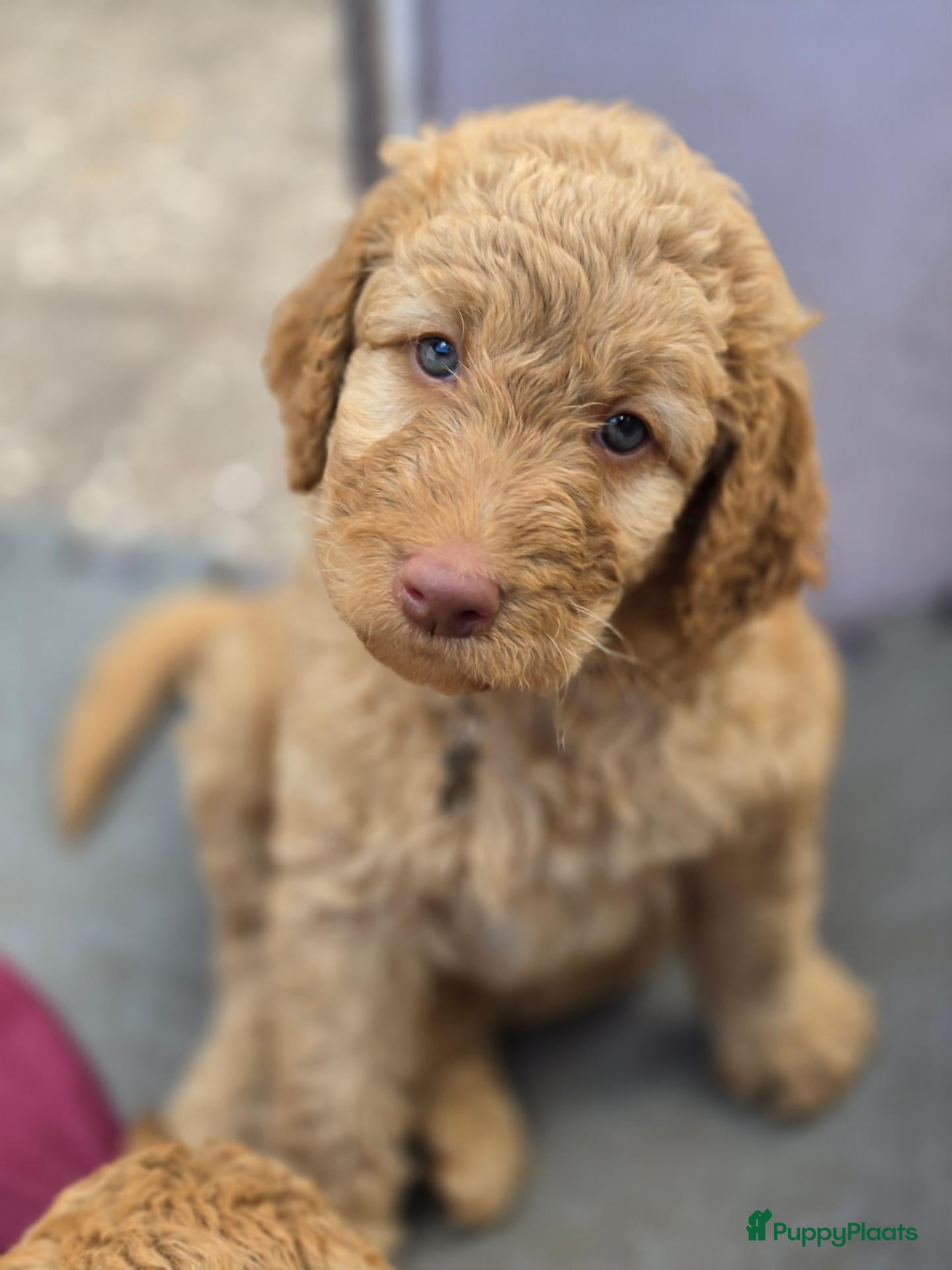 Labradoodle honden Hele mooie medium doodle half Australian bloed🩵🤩 - Advertentie 2