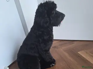 Australian Labradoodle honden Medium Cobberdog x Australian Labradoodle pups - Advertentie 2