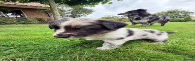 Australian Shepherd 2