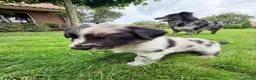 Australian Shepherd honden te koop: Australian Shepherd - Advertentie 28