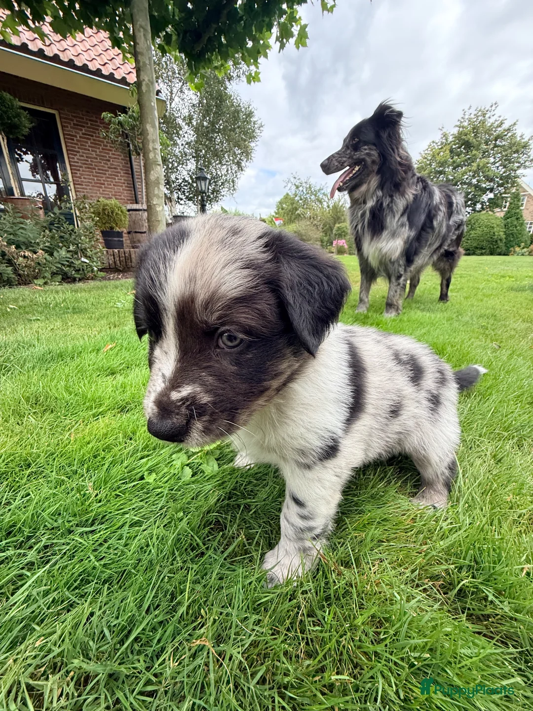 Australian Shepherd honden te koop: Australian Shepherd - Advertentie 28