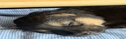 Kruising honden te koop: Gerberian shepsky’s pups - Advertentie 14