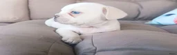 Franse Bulldog honden te koop: Franse bulldog pups - Advertentie 4